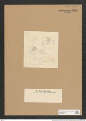 Gomphonema geminatum (Lyng.) Ag. (de-Toni-Nr.: Genus 37, Species 1725) Zeichnungen Sammlung Grunow Nr. 3356 (NHMW-BOT-W0370869)